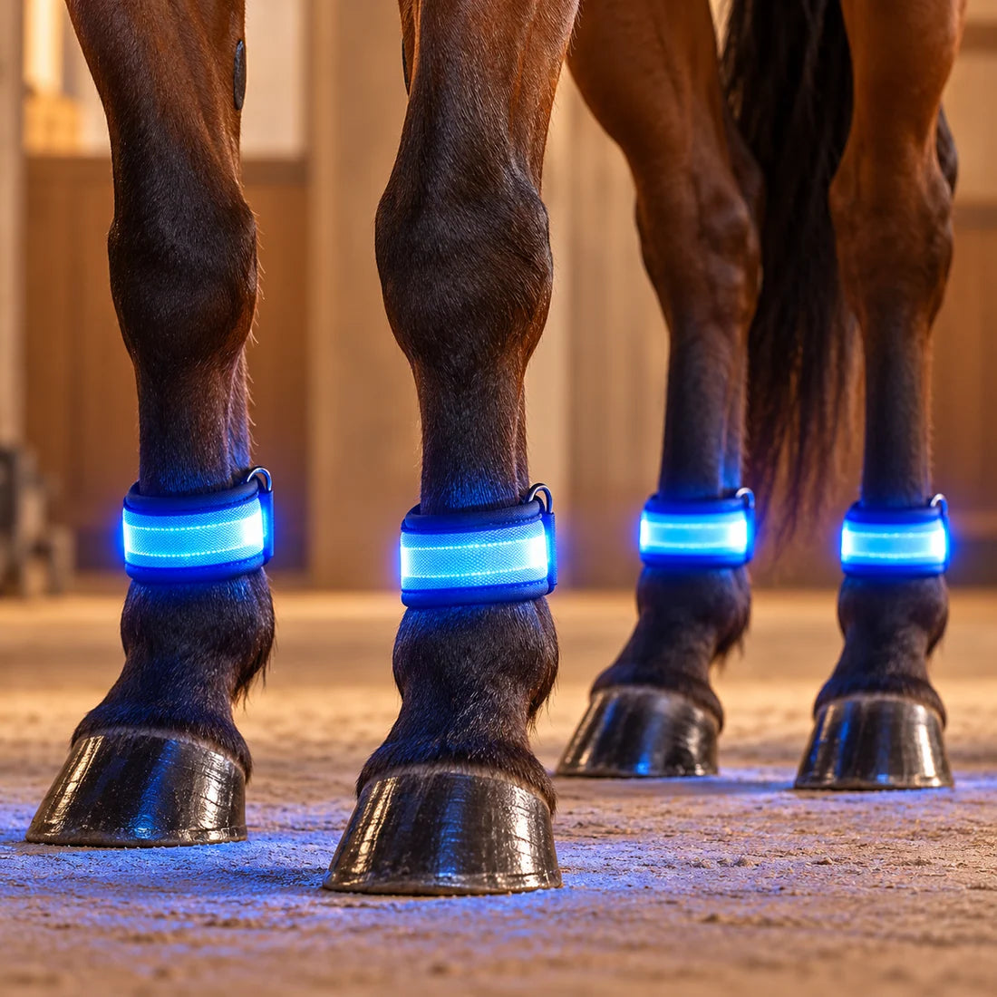 طقم إضاءة LED للخيل – حزام صدر وأربعة أشرطة للسيقان وضوء ذيل بطول 100 سم – قابل للتعديل لجميع الأحجام